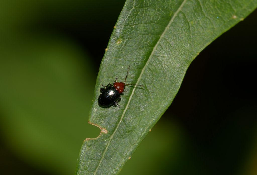 Chrysomelidae: Neocrepidodera sp.